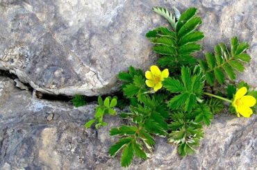 A small plant with yellow flowers growing from a crack in bare rock